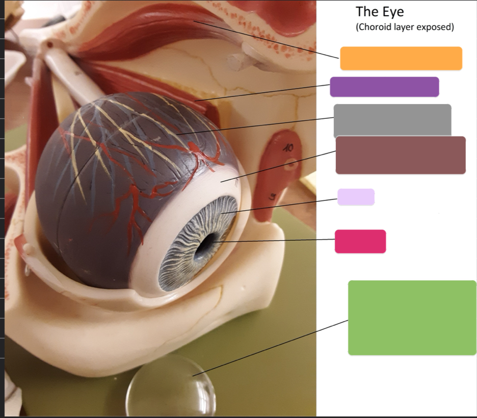 <p>What is this part? (Purple)</p>