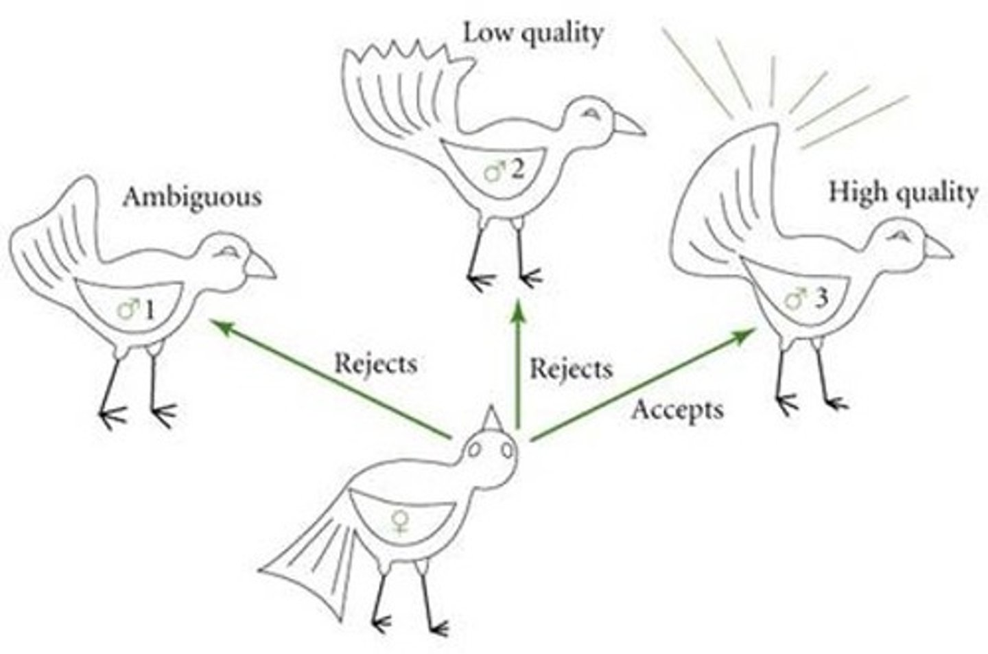 <p>Hypothesis that is Sexual attractiveness is linked to health and immunity. Proposing that ornamental traits evolve as honest signals of parasite resistance and overall genetic fitness</p><p>-predicts females will select males with sexual selective traits that reflect infection and resistance (resilience)</p><p>-Predicts males that are infected will have reduced sexual selective trait intensity (weak/sick)</p>