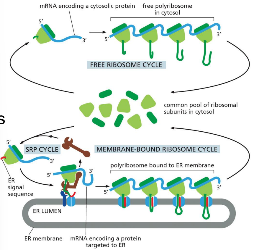 <ol><li><p>mRNA + ribosomes</p></li><li><p>translation starts, ER signal sequence emerges first</p></li><li><p>ribosomes directed to ER membrane</p></li><li><p>co-translational translocation</p></li></ol><p></p>