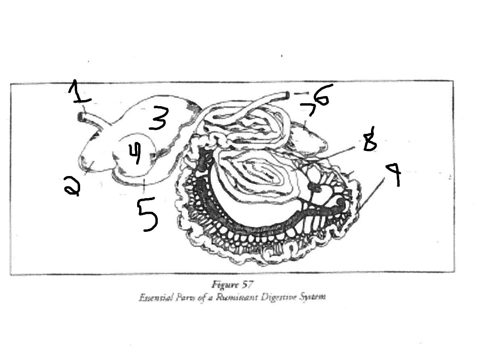 <p>4 </p>