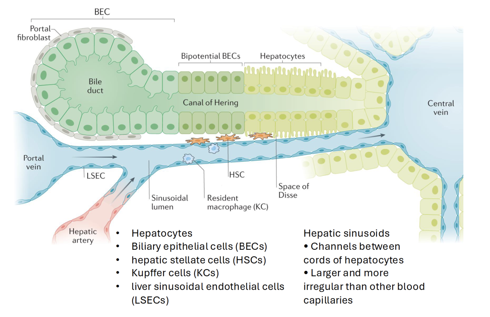 <p>Lines smallest blood vessels in the liver (hepatic sinusoids)</p><p>Has pores - allows free diffusion of metabolites, proteins, drugs etc. into space of Disse → uptake by hepatocytes or HSCs</p><p>Scavenge lipoproteins, secrete cytokines and protanoids, NO, adhesion molecules </p>