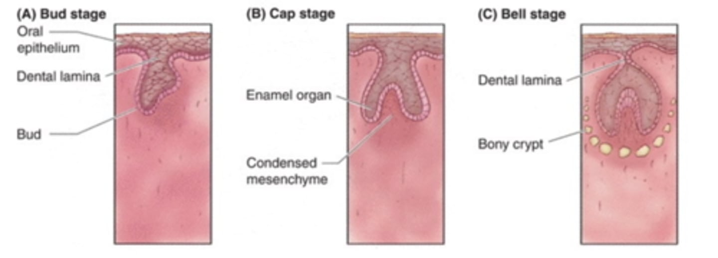 <p>1) Bud Stage<br>2) Cap Stage<br>3) Bell Stage</p>