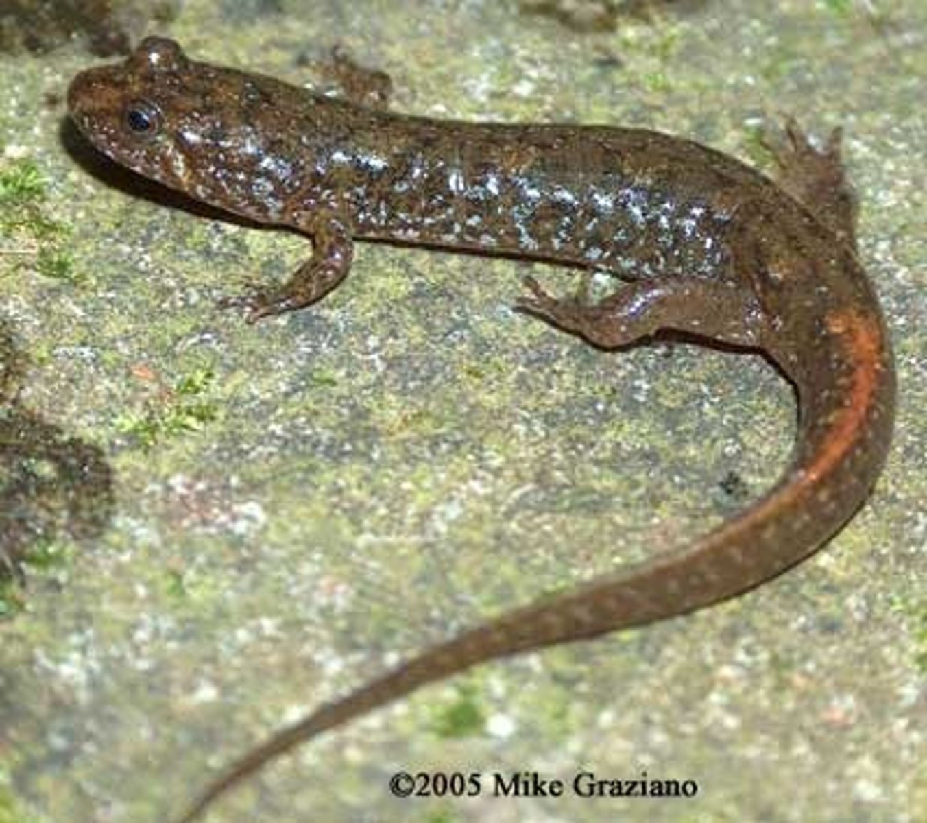 <p>Desmognathus fuscus</p>