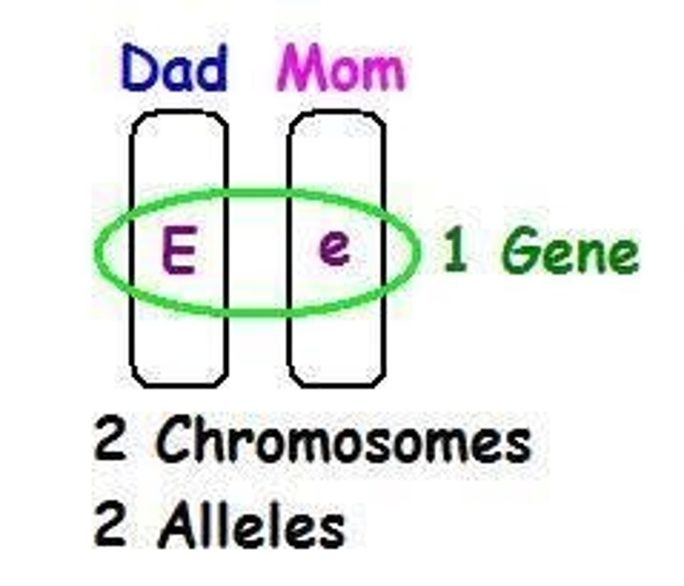 <p>Alleles are different versions of a gene, with two alleles making up a single gene located at the same locus on two chromosomes.</p>