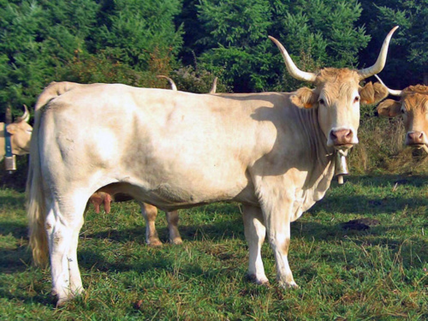 <p>dark blonde, marked around eyes, long forward facing horns in males and lyre in females, meat, semi-extensive</p>