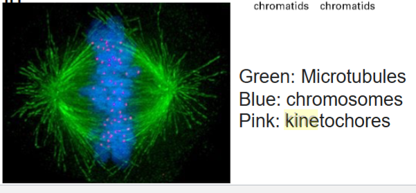 <p><span style="color: #000000">A multilayer protein structure located at or near the centromere of each mitotic chromosome from which microtubules</span><span style="color: #000000"><br></span><span style="color: #000000">extend toward the spindle poles of the cell; plays an active role in movement of chromosomes toward the poles during anaphase.</span></p>