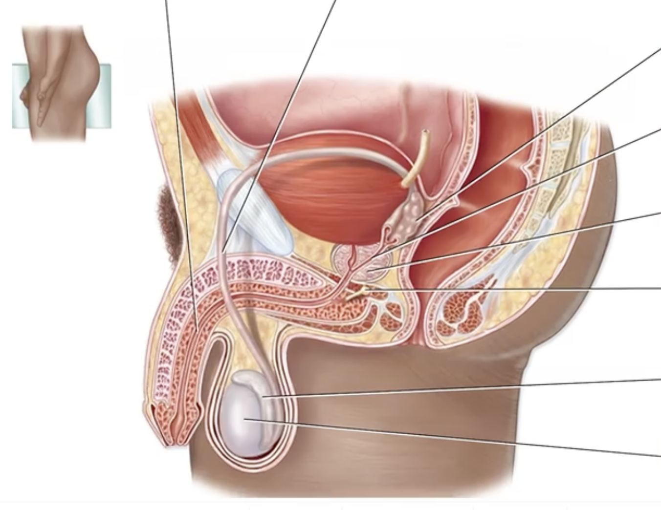 <p>Male Reproductive System</p><p class="p1">Label the following structures of the male reproductive system.</p>
