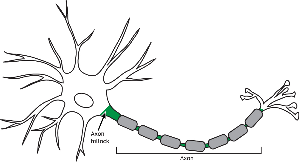<p>long tail that extends from the neuron body, this transports electrical signals AWAY (<strong>A</strong> FOR AWAY!) from cell body to other neurons (muscles or glands) through a synapse </p>