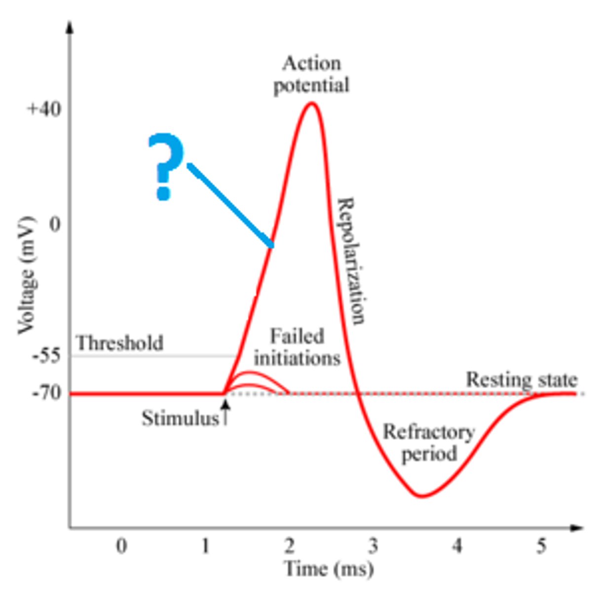 <p>peaks at +40mV, the process during the action potential when sodium is rushing into the cell causing the interior to become more positive.</p>