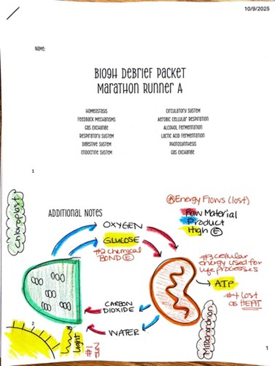 <p>Chloroplasts are responsible for photosynthesis, converting carbon dioxide and water into glucose and oxygen using light energy.</p>