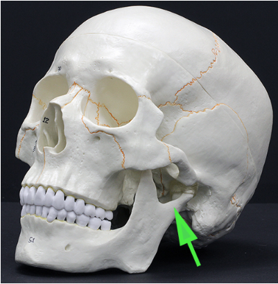 <p>What structure is marked by the green arrow?</p>