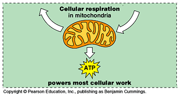 <p>Cellular Respiration </p>