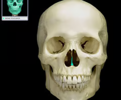 <p>forms the inferior portion of the nasal septum</p>