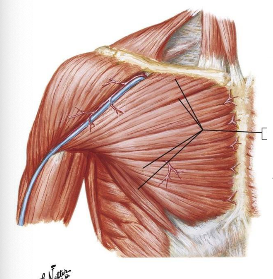 <p>A: shoulder extension (from already flexed position)</p><p>I: medial and lateral pectoral nerves; C6-8, T1</p>