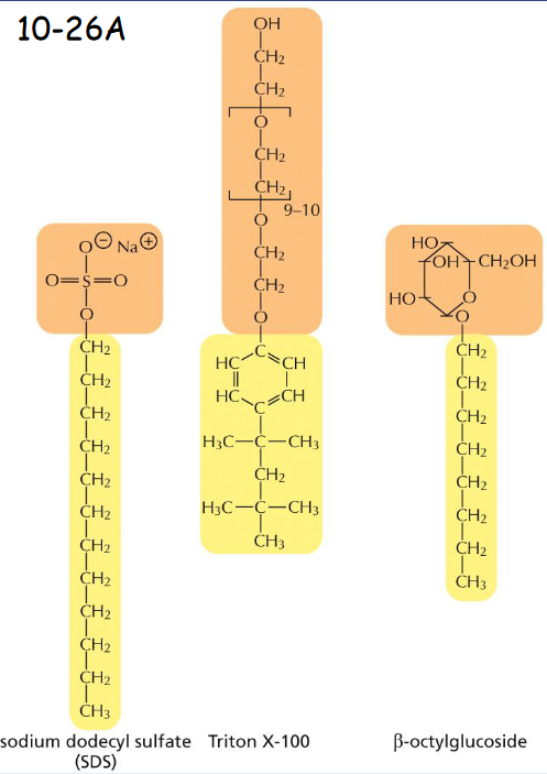 <p>sodium dodecyl sulfate (SDS), an anionic detergent (negatively charged), and Triton X-100 and β-octylglucoside, two nonionic detergents</p>