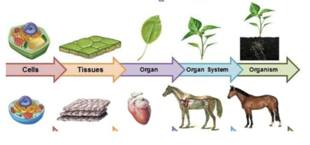 
1. Cell: The basic unit of life
2. Tissue: Group of cells working together
3. Organ: Group of tissues working together
4. System: Group of organs working together
5. Organism: Any living thing made of cells