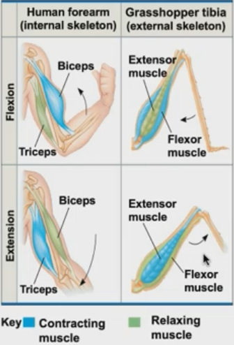knowt flashcard image