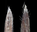 Bromus tectorum
