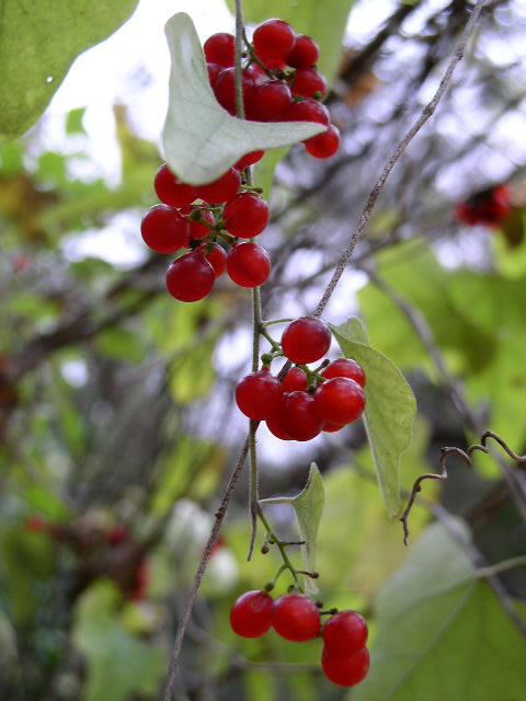 <p>Cocculus carolinus<br>(Moonseed)</p>