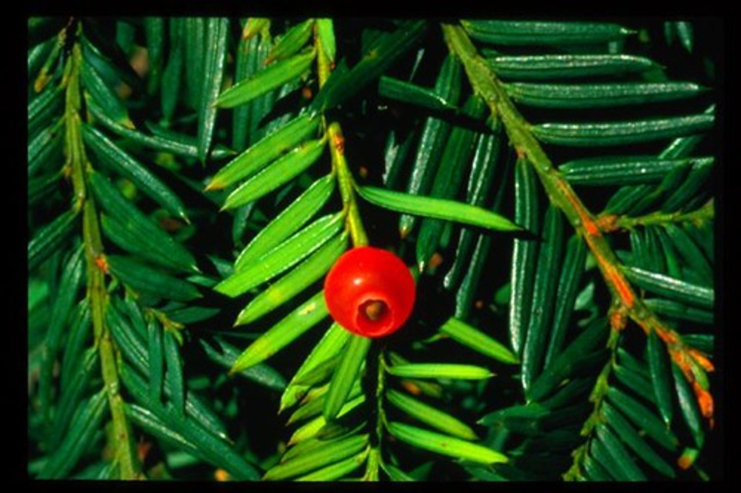 <p>Taxus brevifolia, Taxaceae</p>