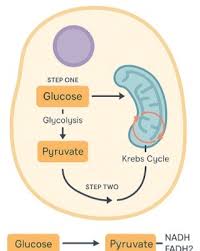 <p>Location of glycolysis and fermentation processes.</p>