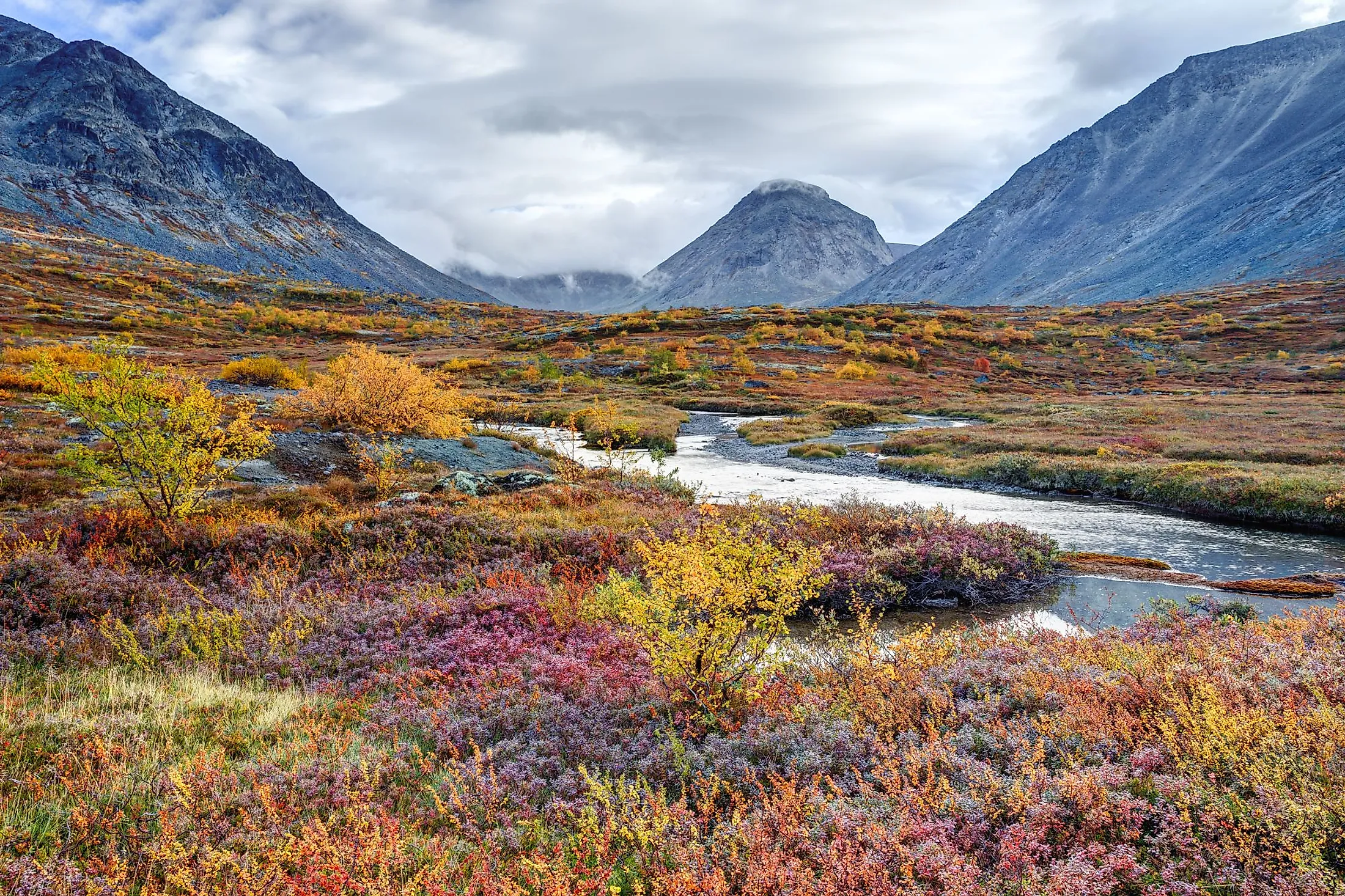 <p>Treeless landscape that occurs at higher latitudes or on mountaintops </p>