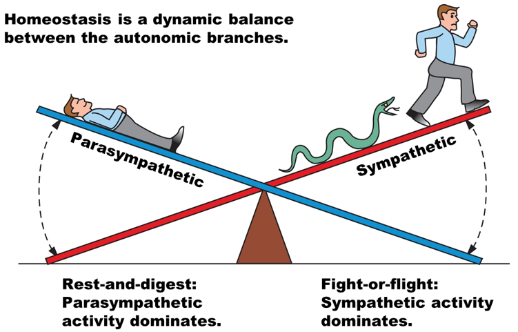 <p>Sympathetic Branch (“Fight-or-Flight”)</p><p>Parasympathetic Branch (“Rest-and-Digest)</p>