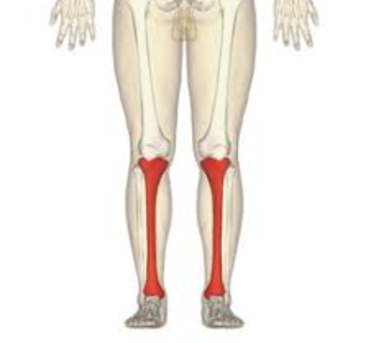 <p>distal tibia </p>