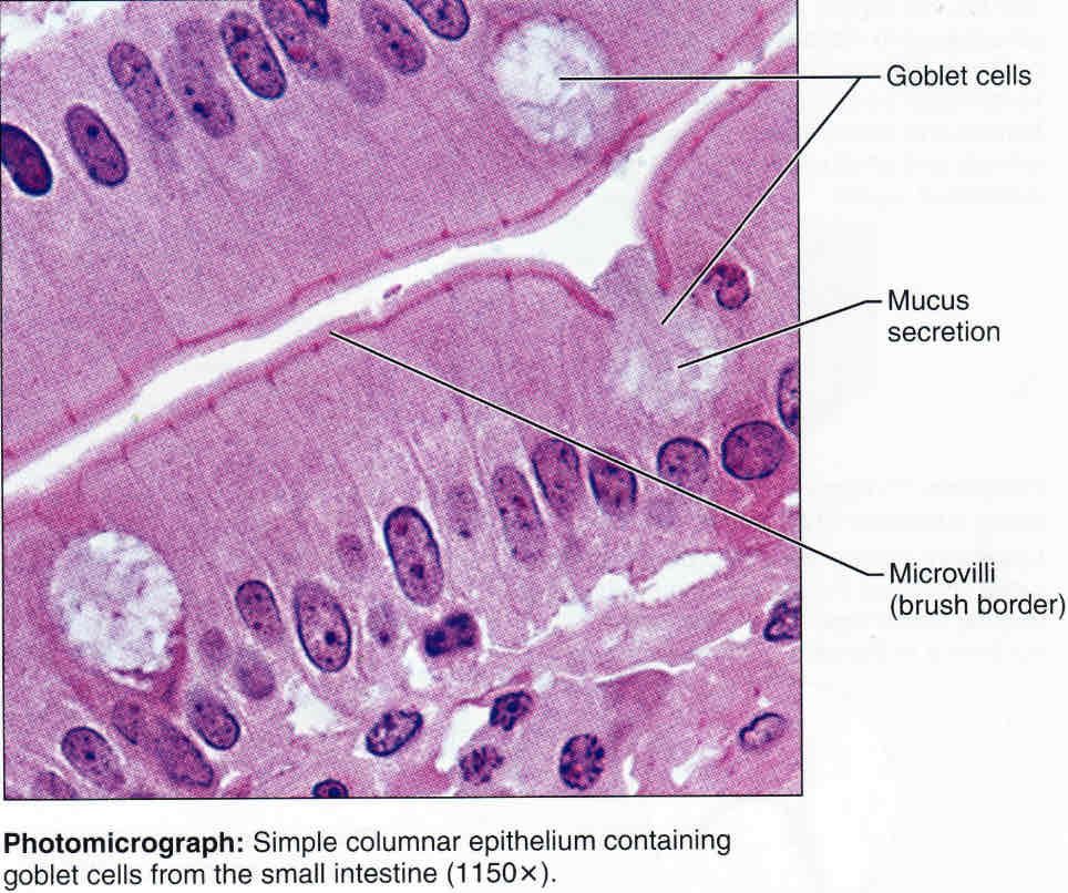 anatomy practical Flashcards Knowt