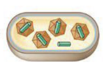 <p>Caspids are formed, and genomes are packaged in caspids to form virions</p>