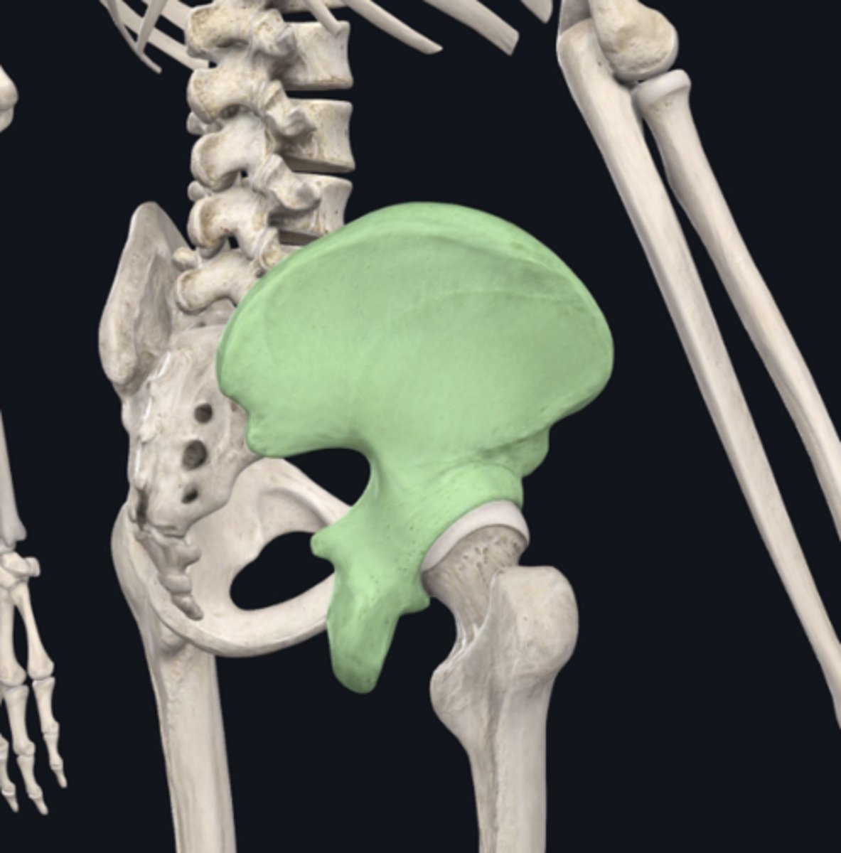 <p>Identify the bone indicated in green (you don't have to name the individual bone, but that would count too):</p>