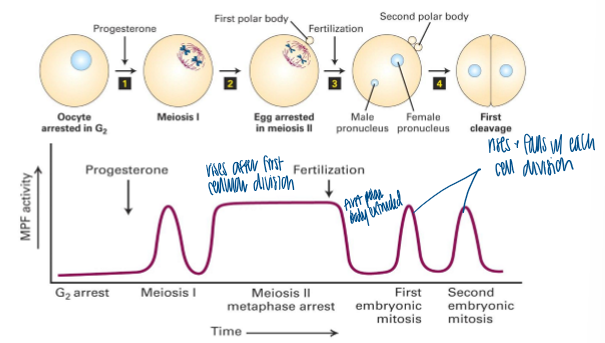 <p>take extract from oocytes and early embryos at different stages of development and use microinjection assay in preceding slide (inj into oocytes arrested in G2) to detect when oocytes and embryos have MPF activity </p>