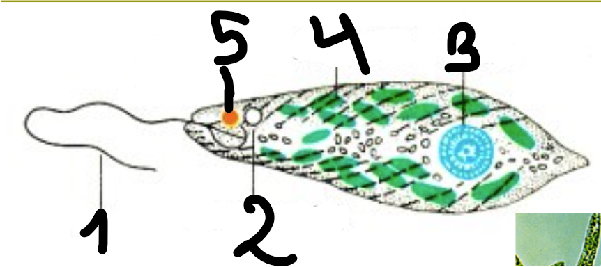 term image