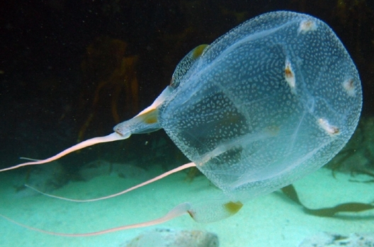 <p>Box Jellies (cubozoa)</p>
