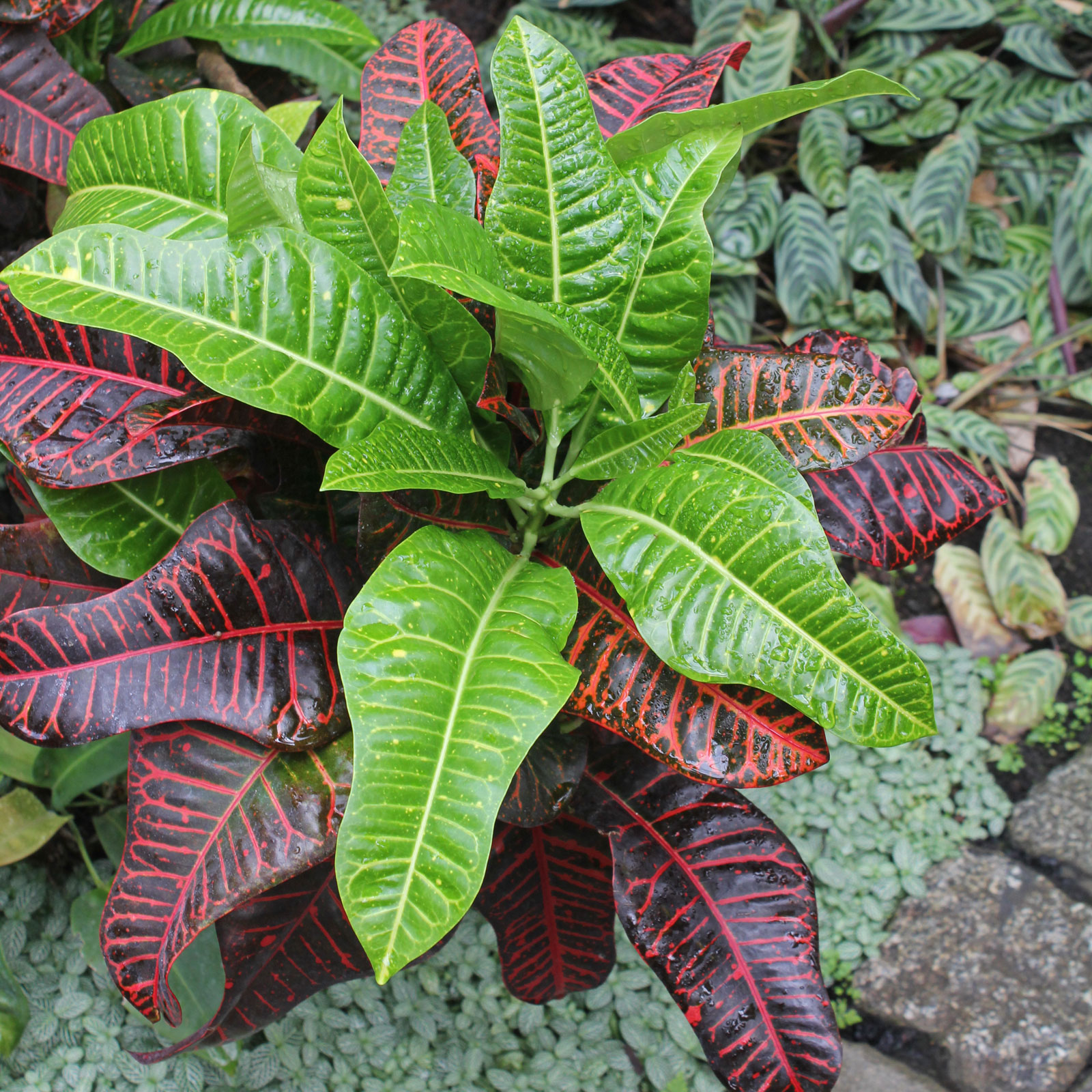 <p><span style="font-family: Inter, helvetica, arial, sans-serif">fire croton, garden croton, or variegated croton</span></p>