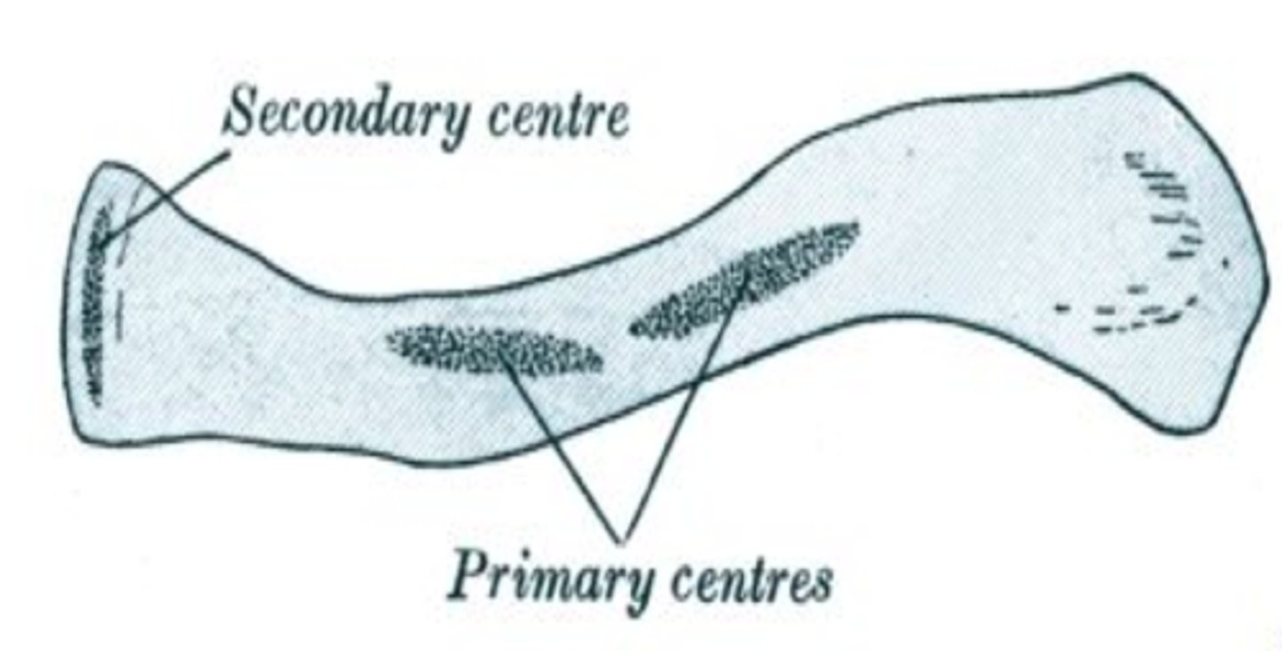 <p>3 centers of ossification</p>
