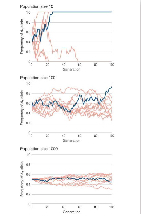 <p>-Populations that are initially identical become different from one another over time (divergence of populations)</p>