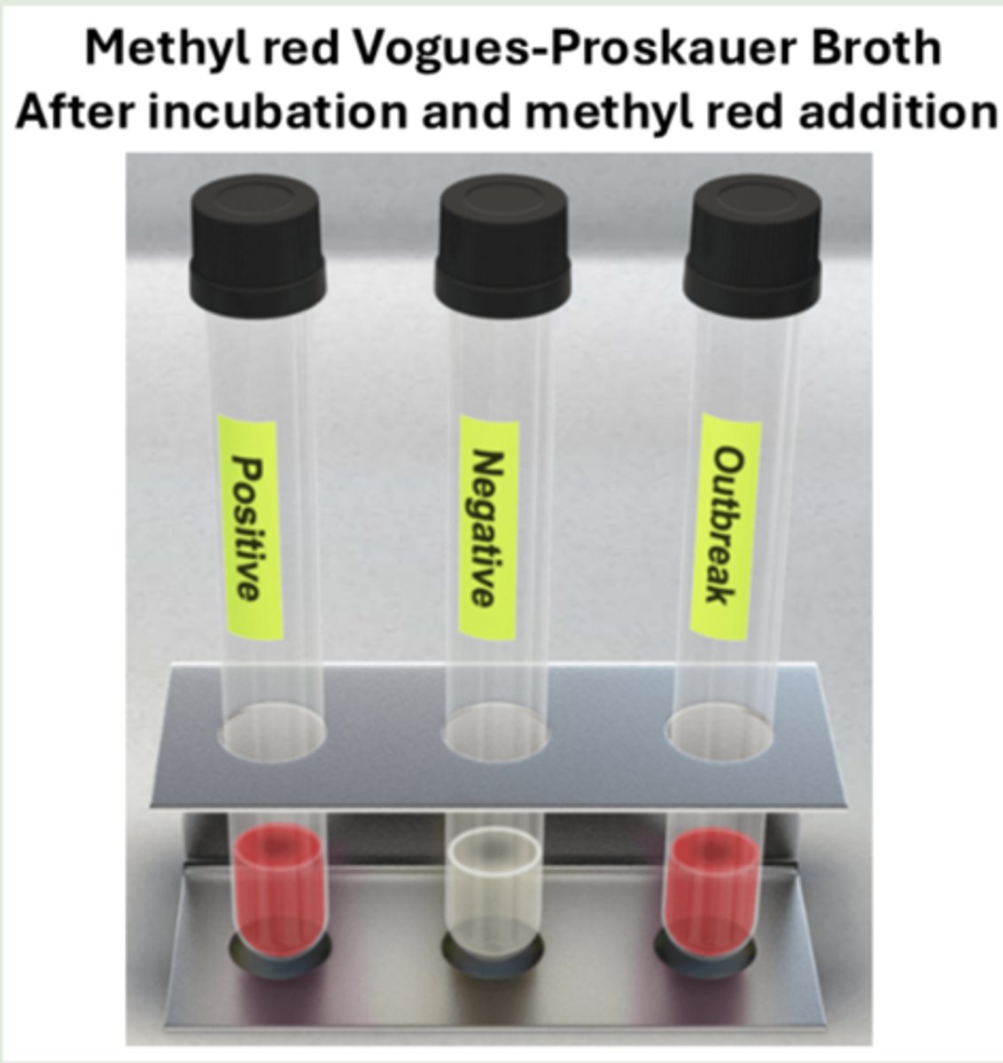 <p>the bacteria ferment glucose to produce a mix of strong acids</p>