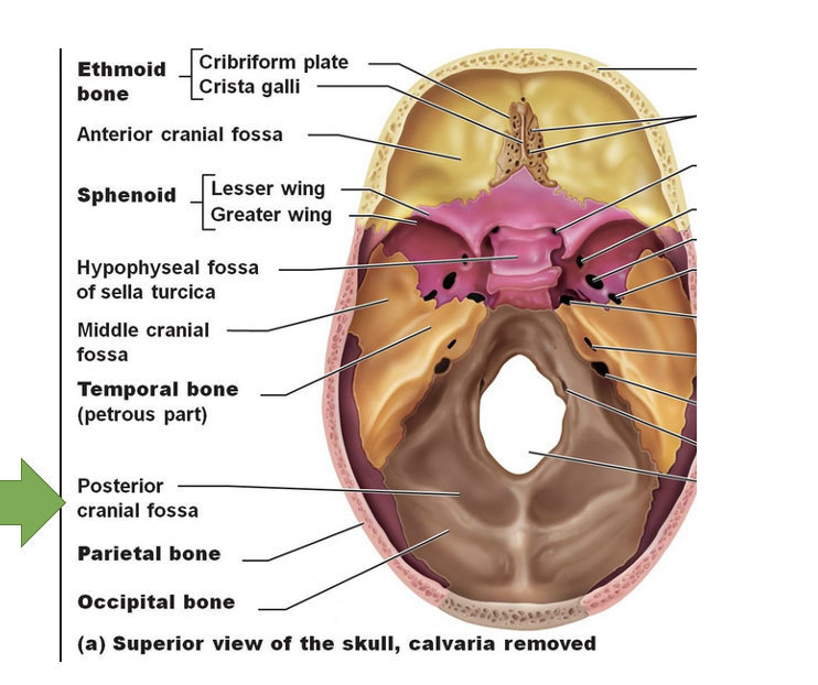 <p><span>lesser wing of the sphenoid </span></p>