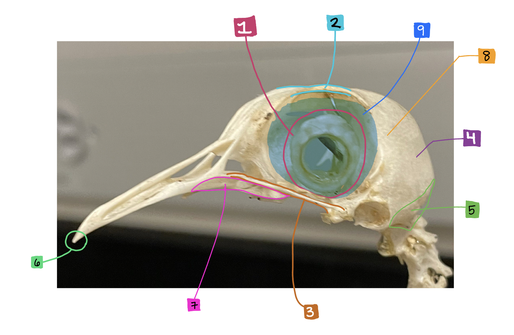 What feature of the bird skull is #4?