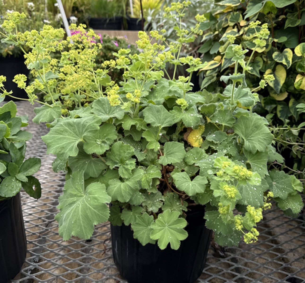 <p>What is the Latin name for this plant?</p>