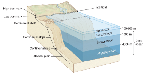 <ul><li><p>Benthic</p><ul><li><p>Intertidal</p></li><li><p>Subtidal</p></li></ul></li><li><p>Pelagic</p><ul><li><p>epipelagic</p></li><li><p>mesopelagic </p></li><li><p>bathypelagic</p></li><li><p>abyssopelagic</p></li></ul></li></ul><p></p>