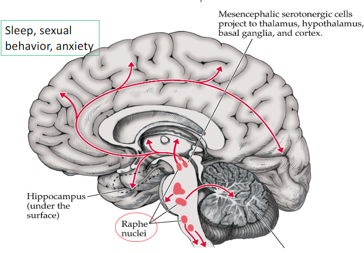 <p>raphe nuclei - produces serotonin</p><p>Mesencephalic serotonergic cells → thalamus, hypothalamus, basal ganglia, and cortex</p><p>function: sleep, sexual behavior, anxiety</p><p></p>