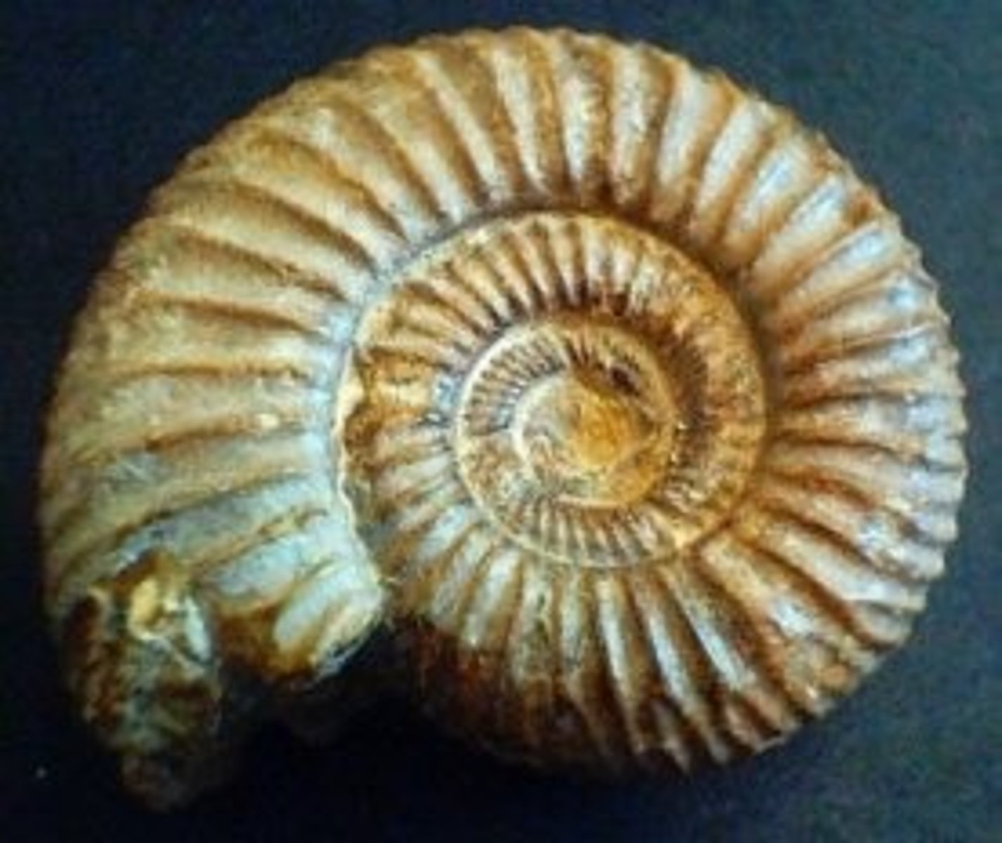 <p>Extinct cephalopods, ammonites</p>