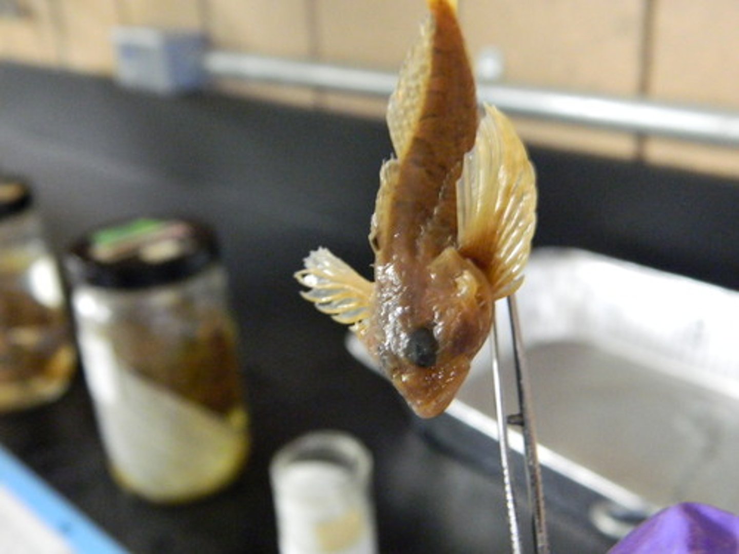 <p>Sculpins</p>