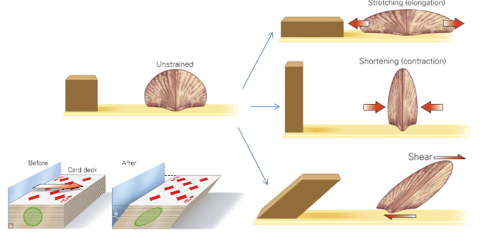 <ul><li><p>When material is loaded with a force, it produces a stress which causes a deformation. </p></li><li><p><strong>Strain </strong>is the response of a system to an applied stress</p><ul><li><p>e.g. it’s the deformation</p></li><li><p>It is represented by the change in shape arising from the deformation</p></li></ul></li></ul><p></p>