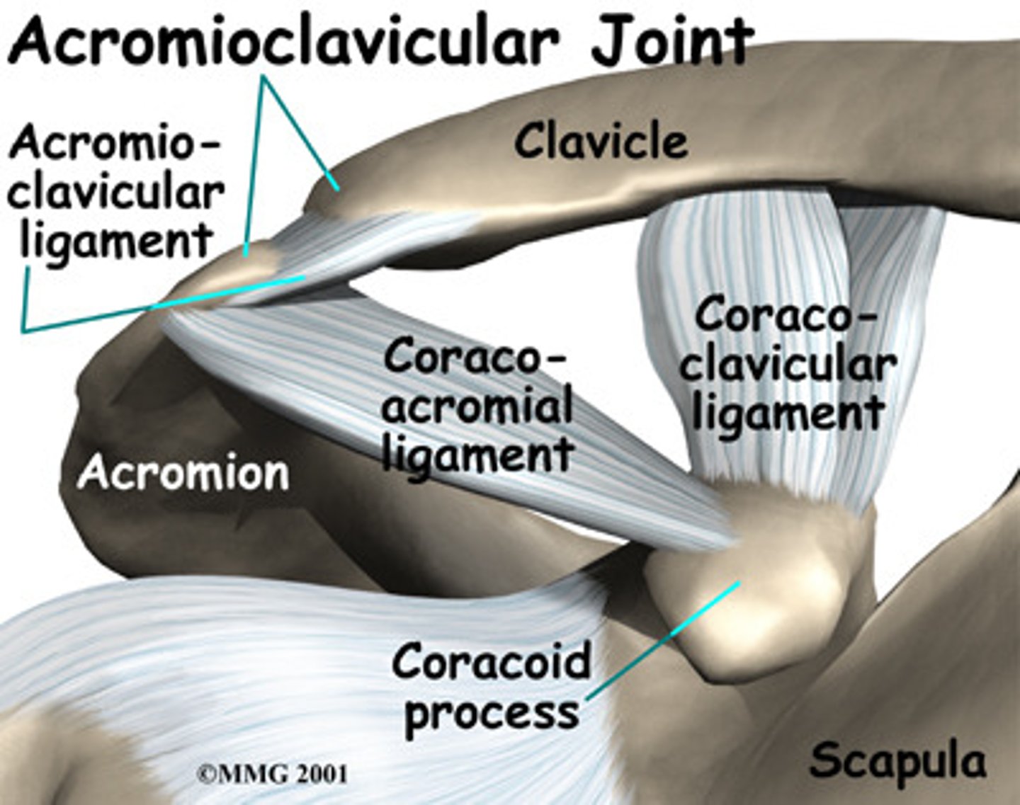 <p>connect the acromion process of the scapula to the lateral end of the clavicle, superiorly and inferiorly</p>