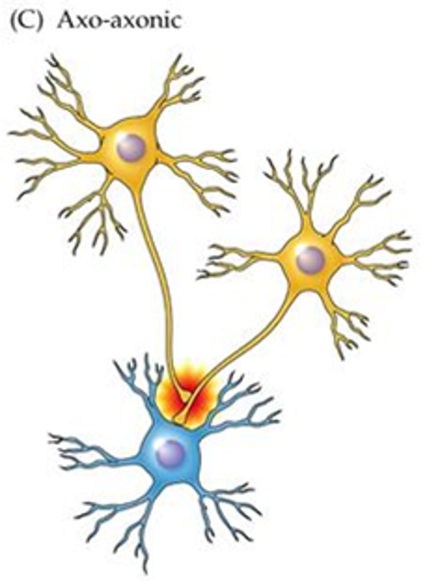 <p>When an axon innervates a neighbouring axon instead of the dendrite or cell body</p>