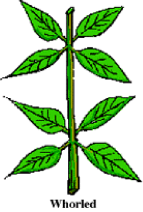 <p>3 or more at a node</p>