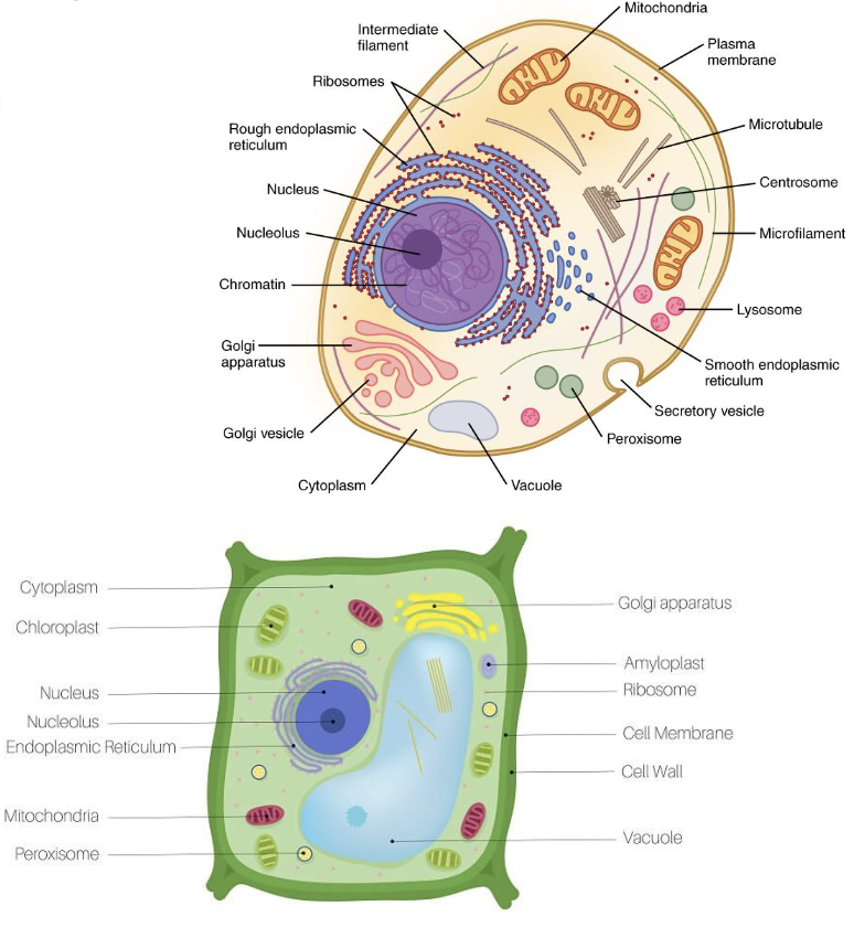 <p>vacuoles</p>